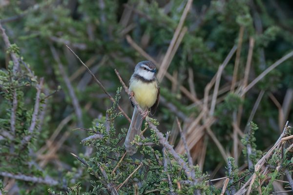 Black-chested Prinia