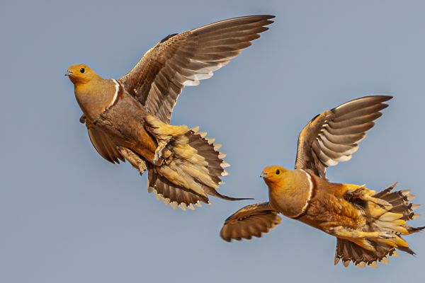 Namaqua Sandgrouse