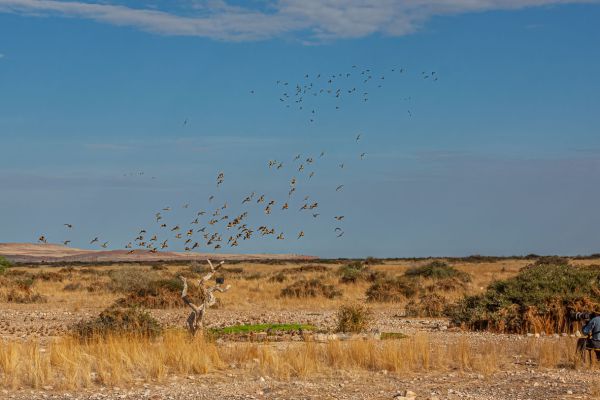 Photographing thousands of Namaqua sandgrouses