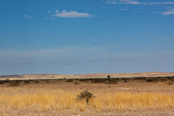 View of thousands of Namaqua sandgrouses