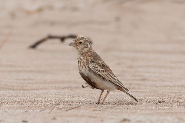 Chestnut-backed Sparrow-Lark