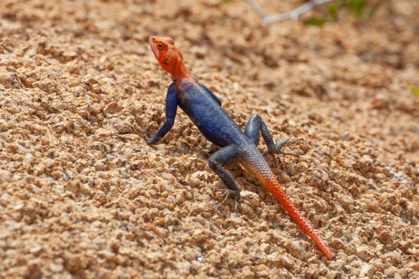 Agama (lizard)