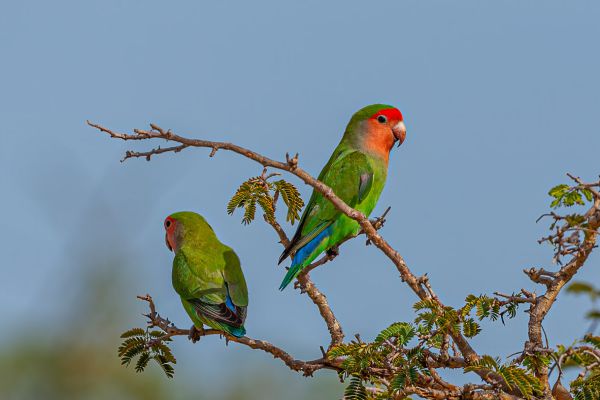 Rosy-faced Lovebird
