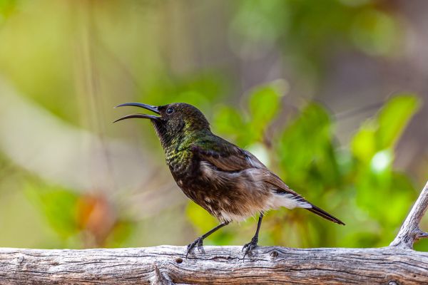 Dusky Sunbird