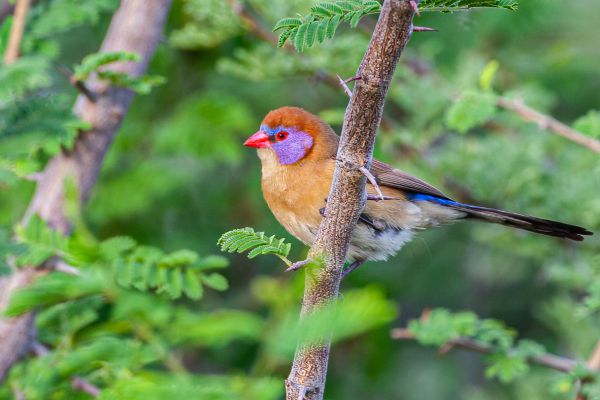 Violet-eared Waxbill