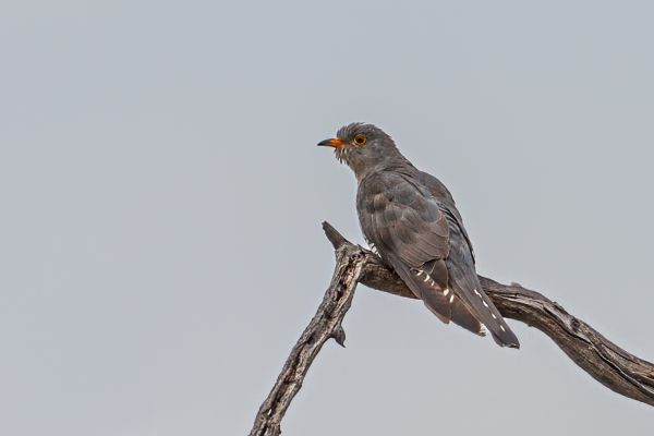  African cuckoo female