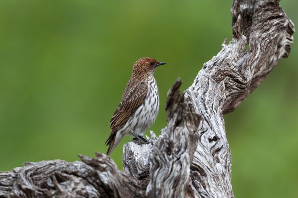 Violet-backed Starling (female)