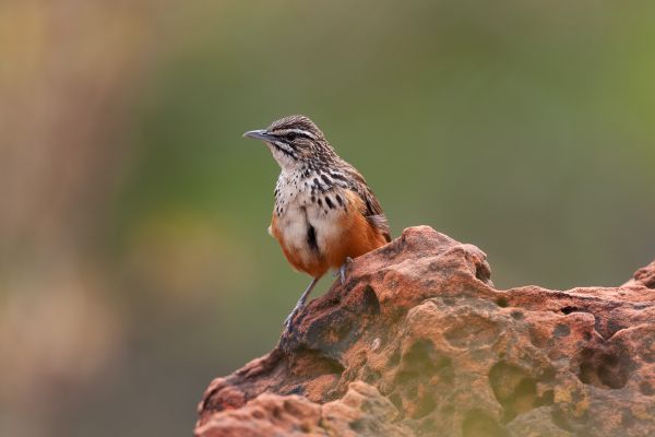 Rockrunner