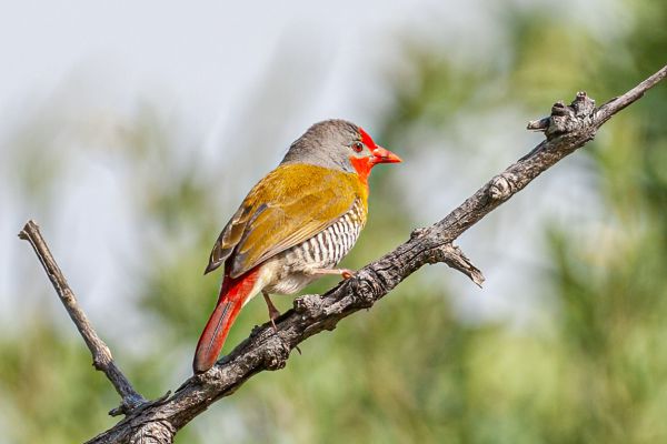 Green-winged Pytilia