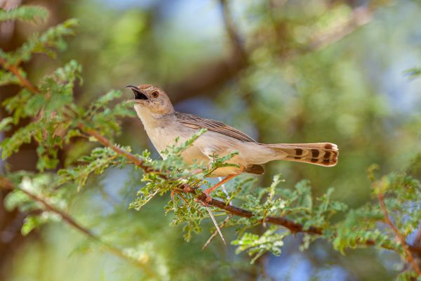 Rattling Cisticola