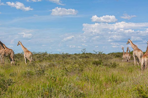 Giraffe