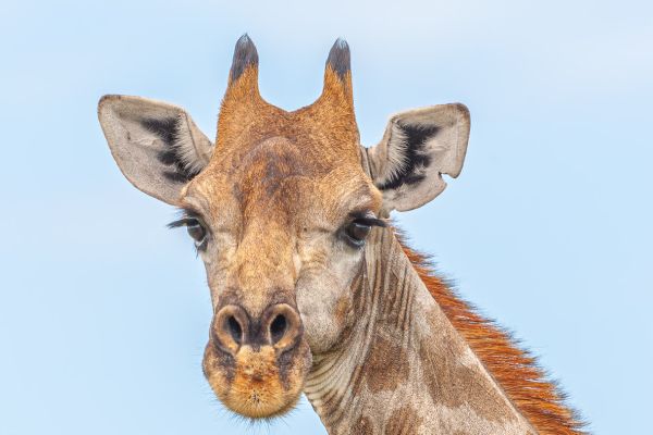 Giraffe