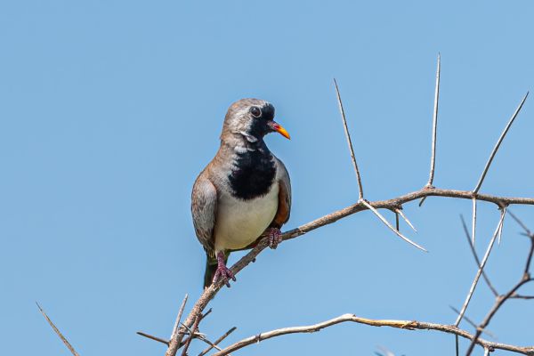 Namaqua Dove