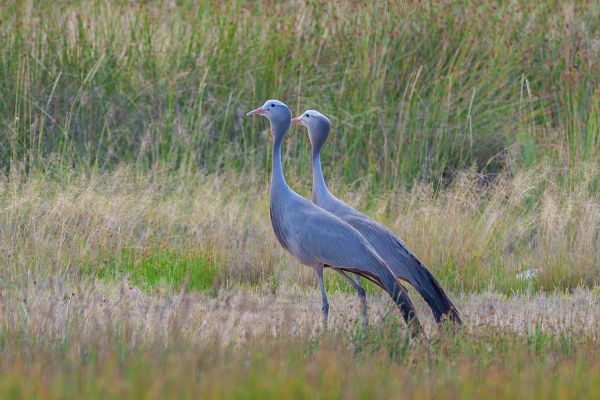 Blue Crane