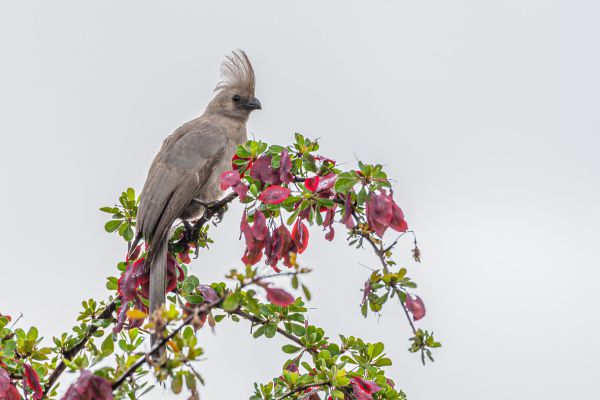 Grey Go-away-bird