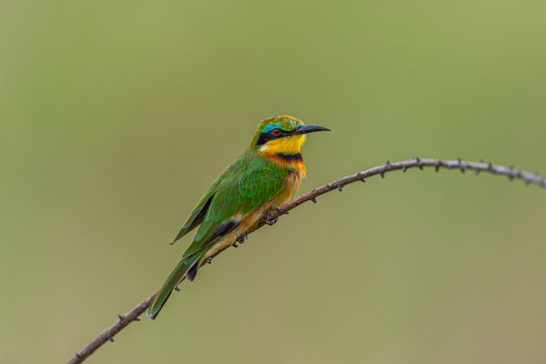 Little Bee-Eater