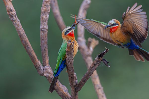 White-fronted Bee-eater