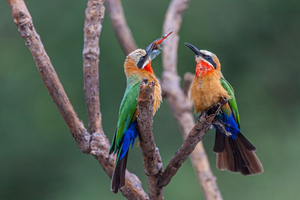 White-fronted Bee-eater