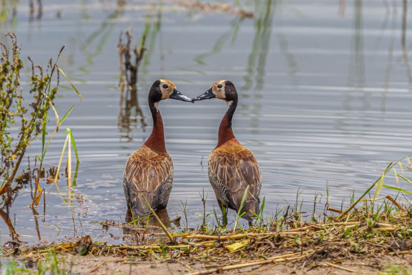 White-faced Whistling Duck