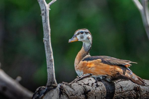 African Pygmy Goose