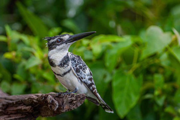 Pied Kingfisher