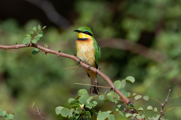 Little Bee-Eater