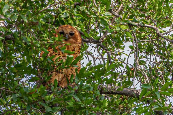 Pel's Fishing Owl