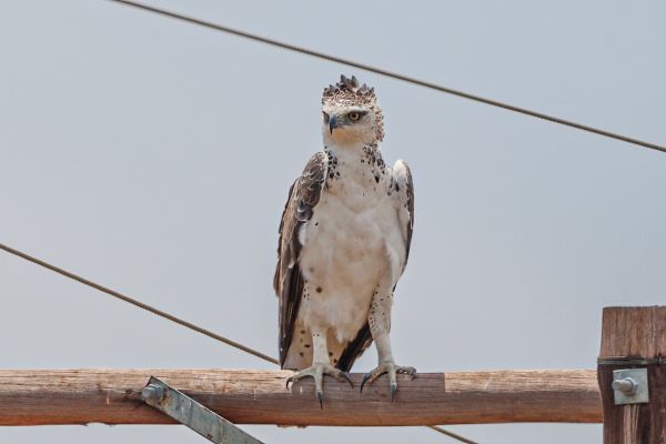 Martial Eagle (juvenile)