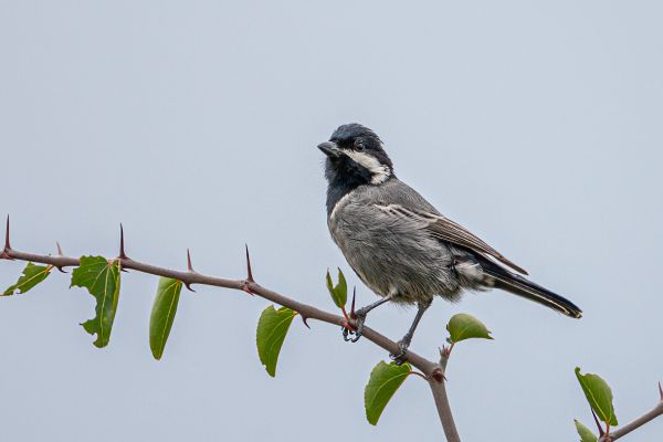 Ashy Tit