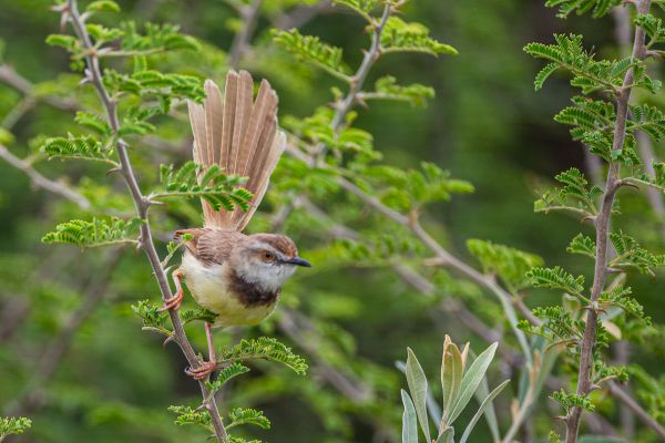Black-chested Prinia