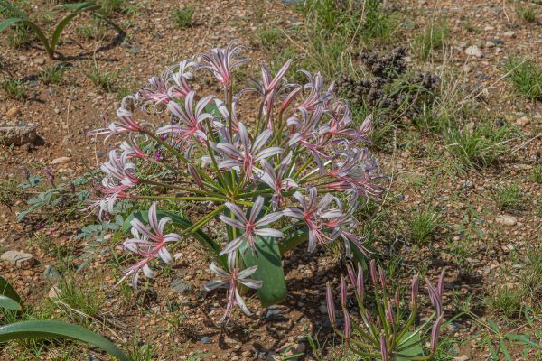 Candelabra flower (Brunsvigia spp.)