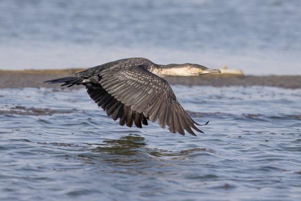 White-breasted Cormorant