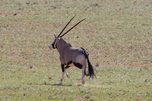 Gemsbok