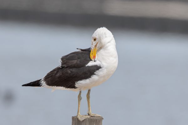 Kelp Gull (vetula)