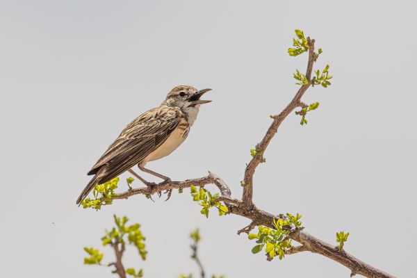 Monotonous Lark