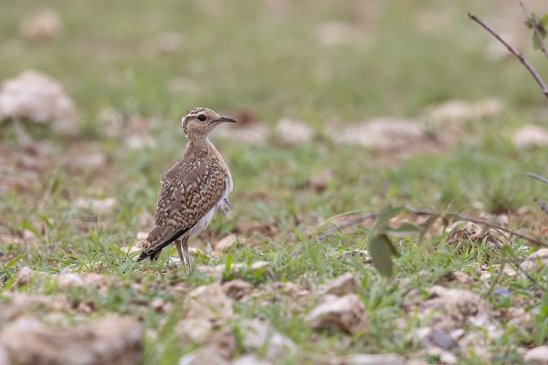 Temminck's Courser