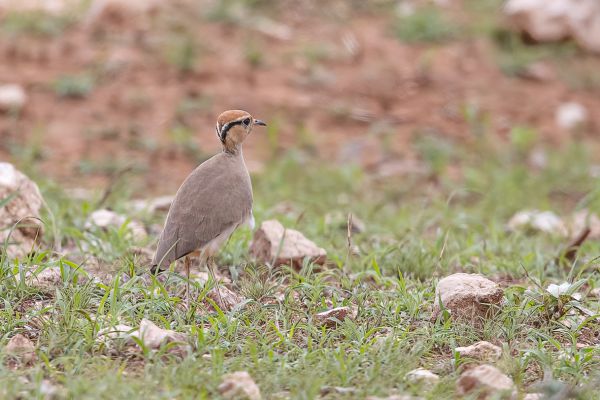 Temminck's Courser