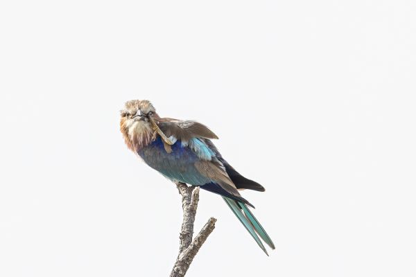 Lilac-breasted Roller