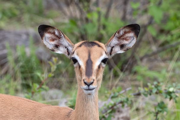 Black faced Impala