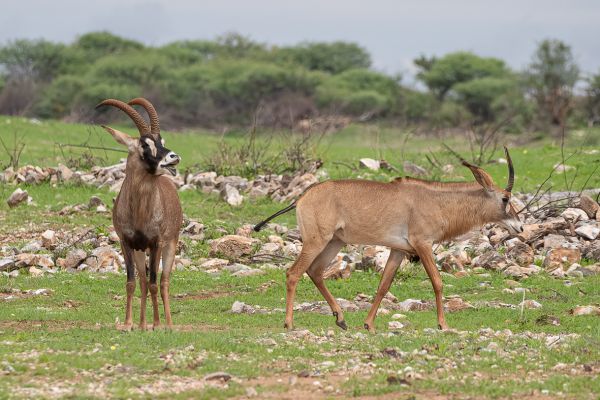 Sable antelope