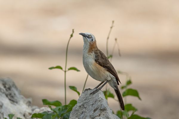 Bare-cheeked Babbler