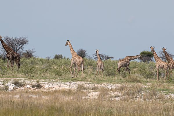 Giraffe