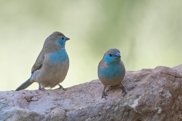 Blue-breasted Cordonbleu