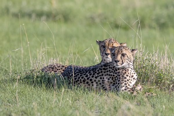 Cheetah