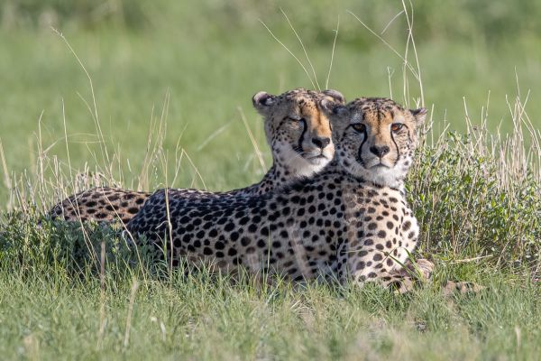 Cheetah