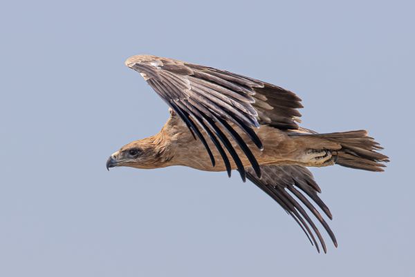 Tawny Eagle