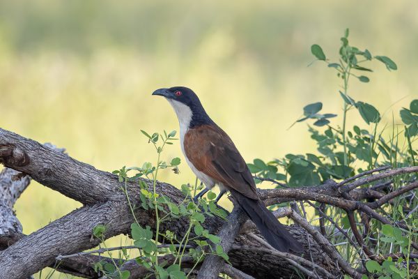 Coppery-tailed Coucal