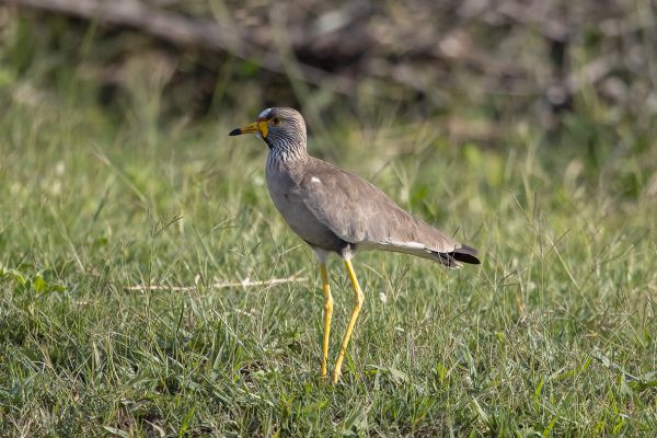 Wattled Lapwing