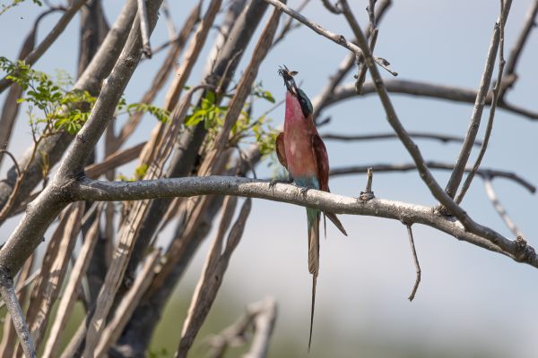 Southern Carmine Bee-eater