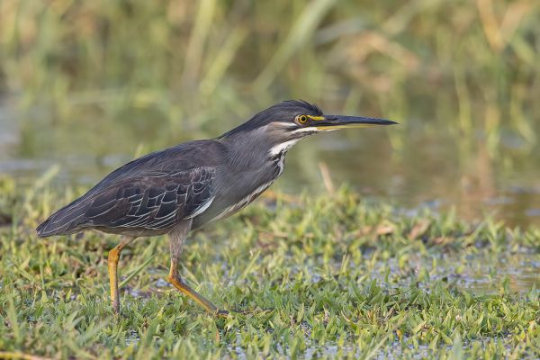 Striated Heron